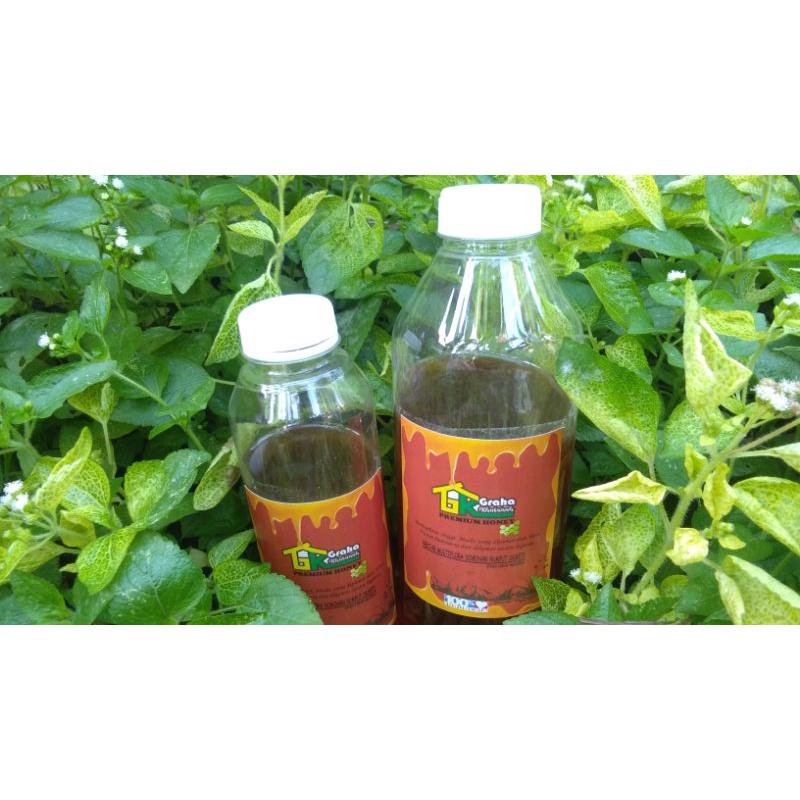 

Madu Murni Multiflora Dominan Rumput (Suket) Raw Honey, 100% Nektar Bunga