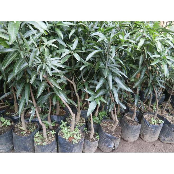 Baru Bibit Tanaman Buah Mangga Gedong Gincu Unggul Indramayu|Tanaman Murah Fprt