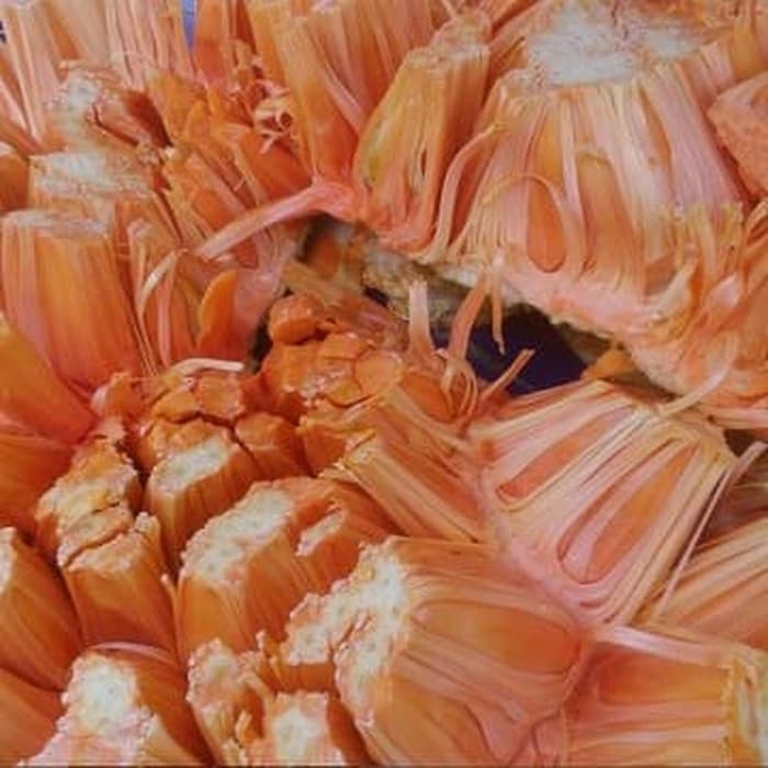 bibit nangka merah super