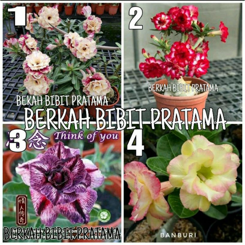 ADENIUM BUNGA TUMPUK WARNA TERBARU TERMURAH 4BATANG