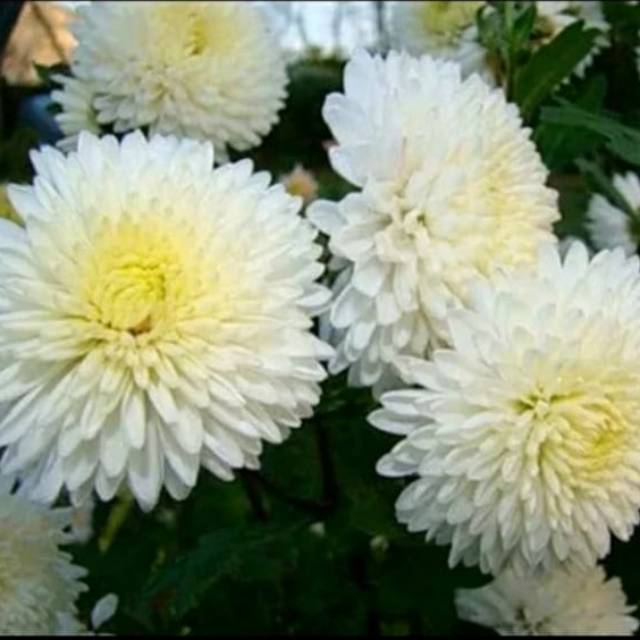 Biji Bunga Krisan Putih F1