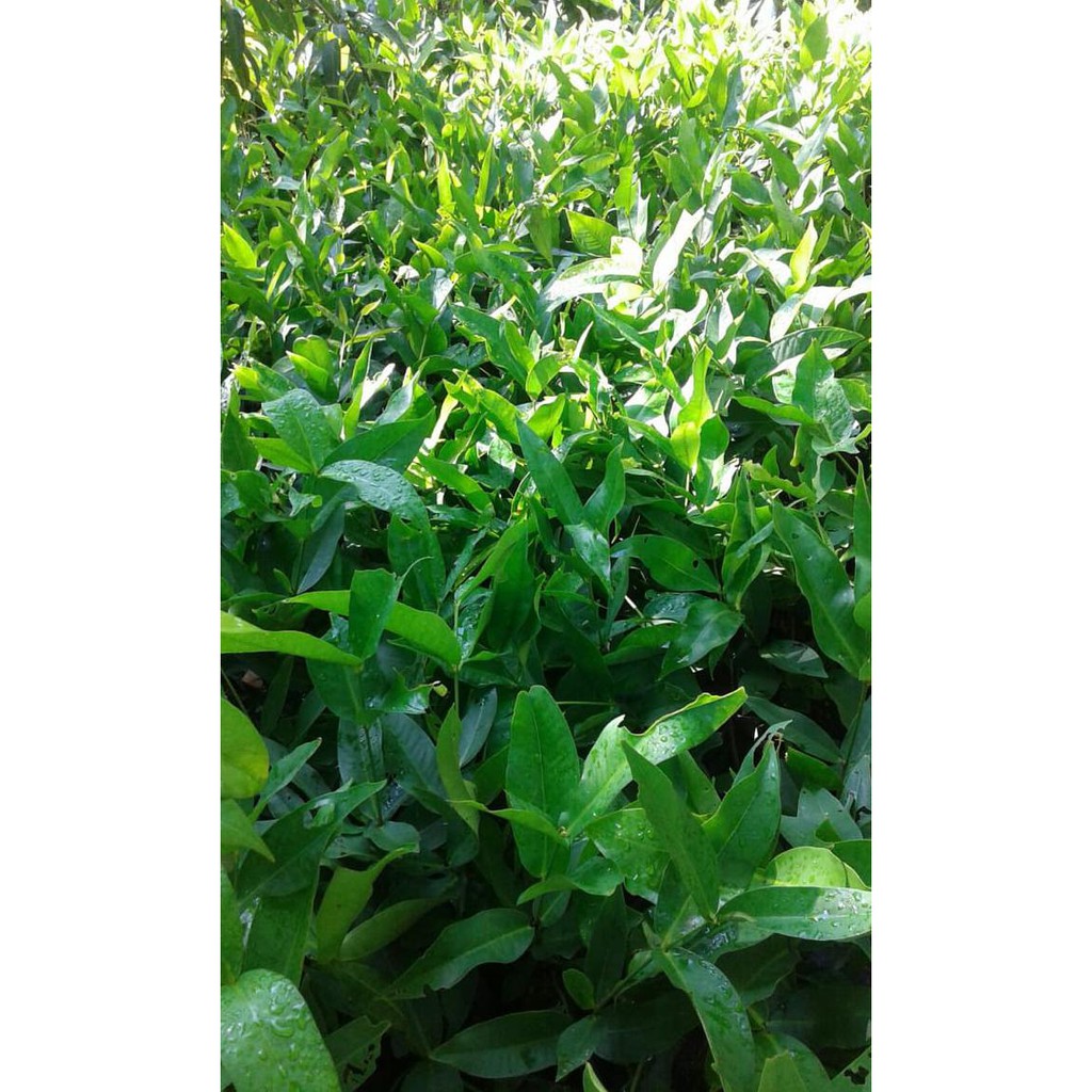 Bibit Jambu Air Super Green|Bibit Jambu Air Taiwan Super Green Murah Dic@Ri