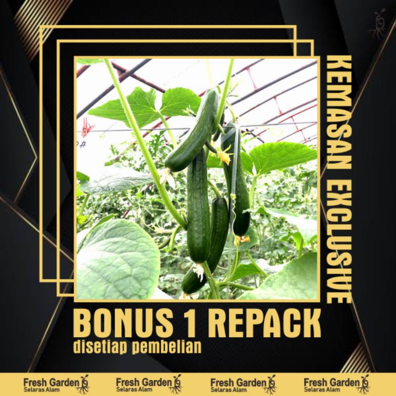 5 Benih Biji Timun Jepang Roberto92