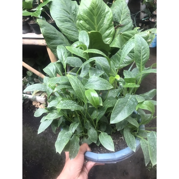 Bibit anthurium golok  anthurium Coriaceum