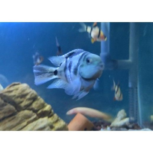 ikan hias parrot blue pollar short body