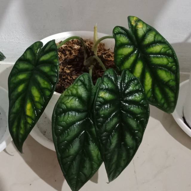 Tanaman Alocasia Dragon scale / BONGOL KELADI TENGKORAK siap tanam