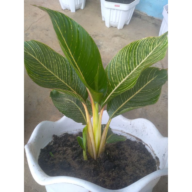 bunga pisang-pisangan