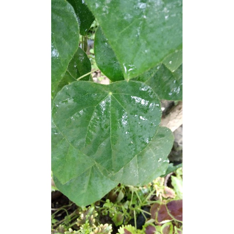 

dauncincau
