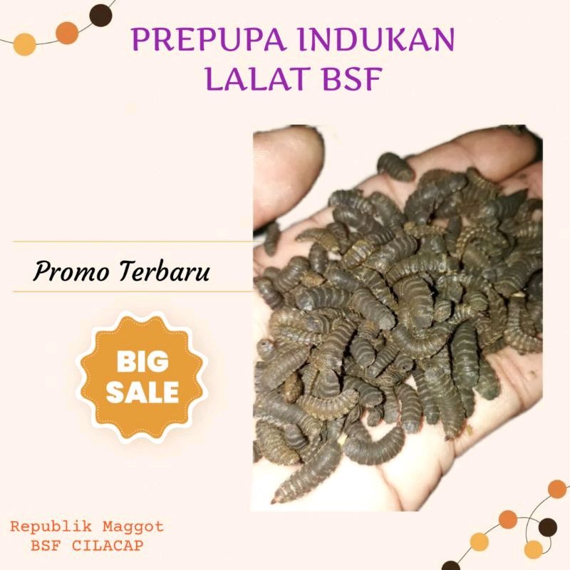 Prepupa 100 gram indukan lalat Maggot BSF