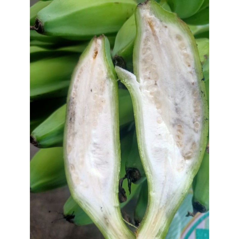 

Buah Pisang kluthuk Atau Pisang Batu Muda