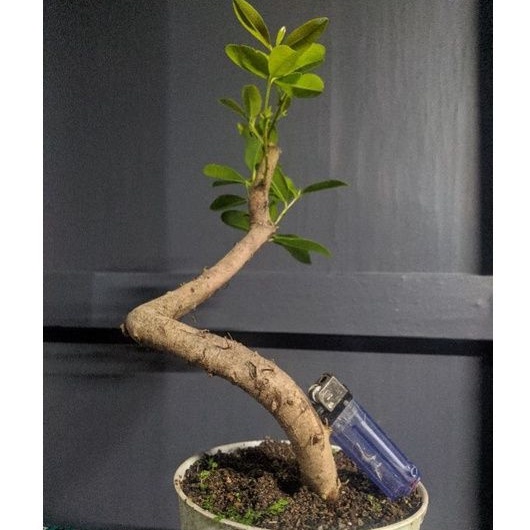 bahan bonsai Jamblang, jambu keling atau duwet (Syzygium cumini) meliuk  realpic