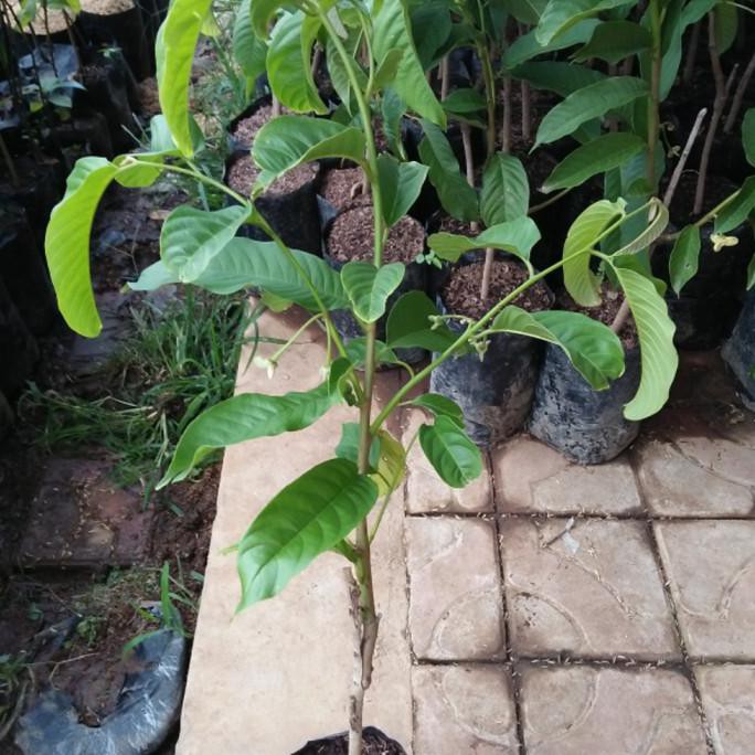 Tanaman Bibit Buah Srikaya Biriba