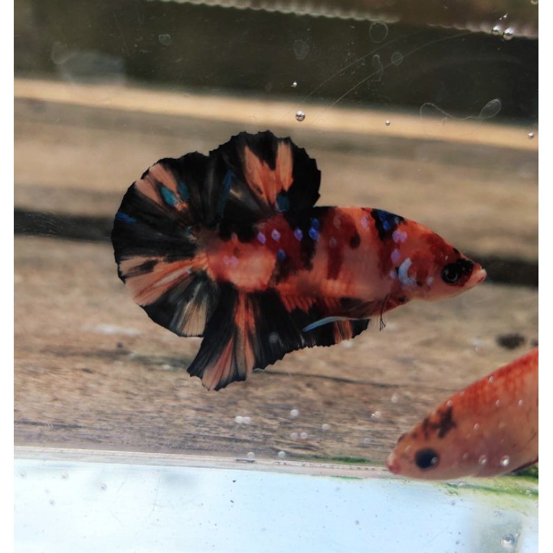 cupang koi leopard galaxy top grade