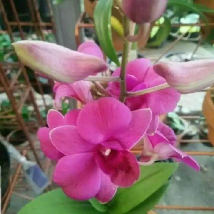 Anggrek dendrobium dewasa bunga pink