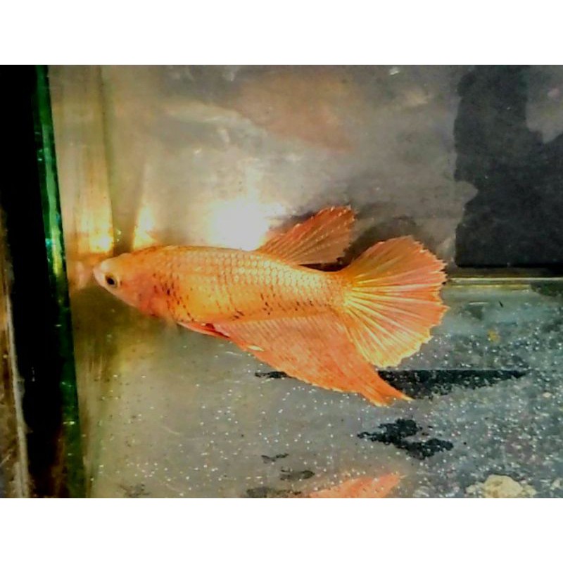 Cupang Female Halfmoon Supergold 24k / HM Super Gold Rose Tail Red Meat/ Half Moon / Rosetail