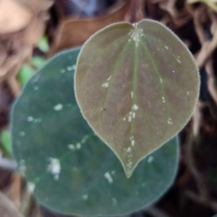 Tanaman Unik Anthurium Betel Sirih Keraton Anthurium Sirih Merambat GantungReady stok Bunga & Tanama