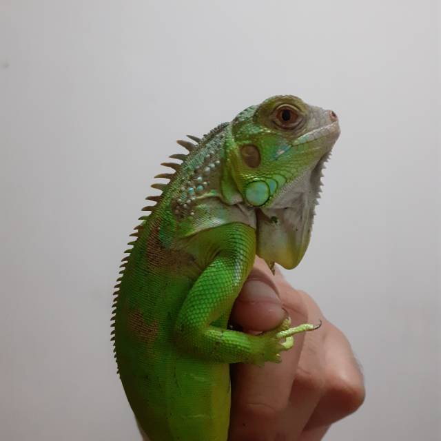 Iguana green iggy mix elsa