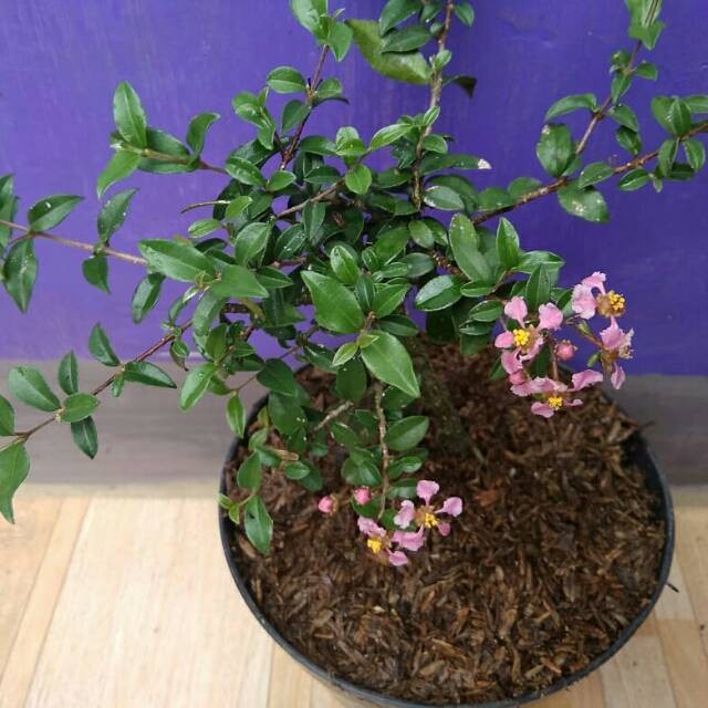 bibit bunga sakura mini