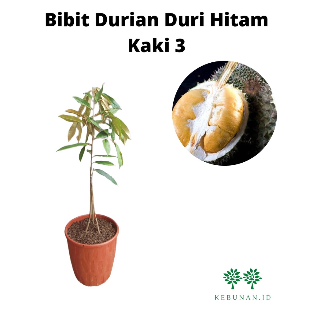 Bibit Durian Duri Hitam Kaki 3/ Tanaman Durian Hitam kaki 3