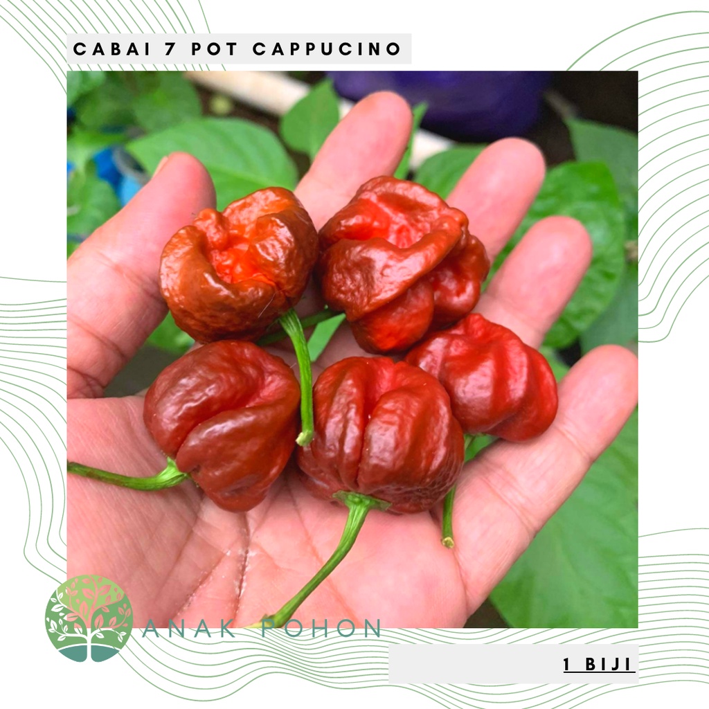 Benih Bibit Biji - Cabai 7 Pot Cappucino Pepper Cabe Super Pedas Seeds