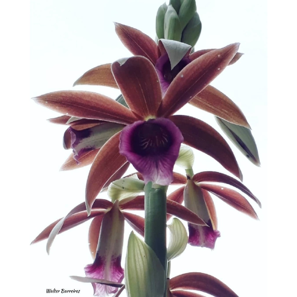 Anggrek Tanah phaius tankervilleae kondisi bonggol