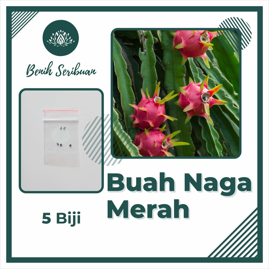 5 Benih Bibit Buah Naga Merah Super Tanaman Buah Buahan Naga Merah Unggul Kualitas Import Premium Super