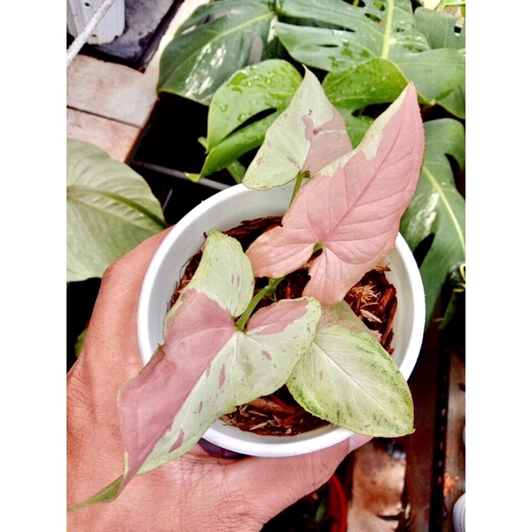 Promo Bibit Bonggol SYNGONIUM STRAWBERRY MILK