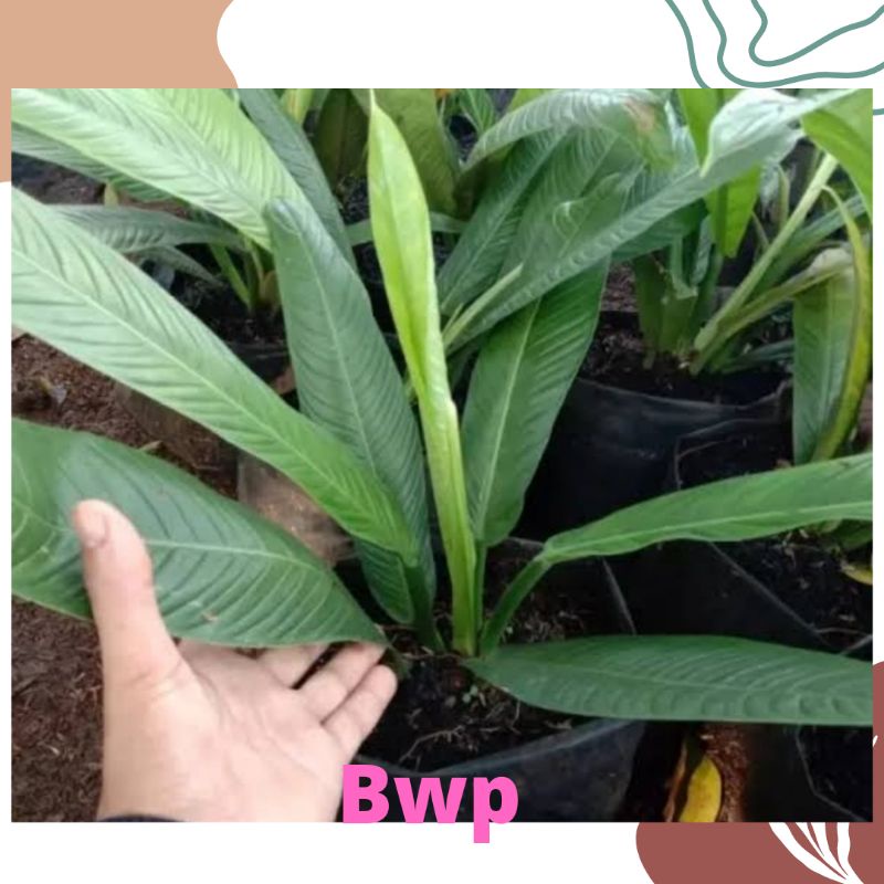 Tanaman hias Anthurium Rinet