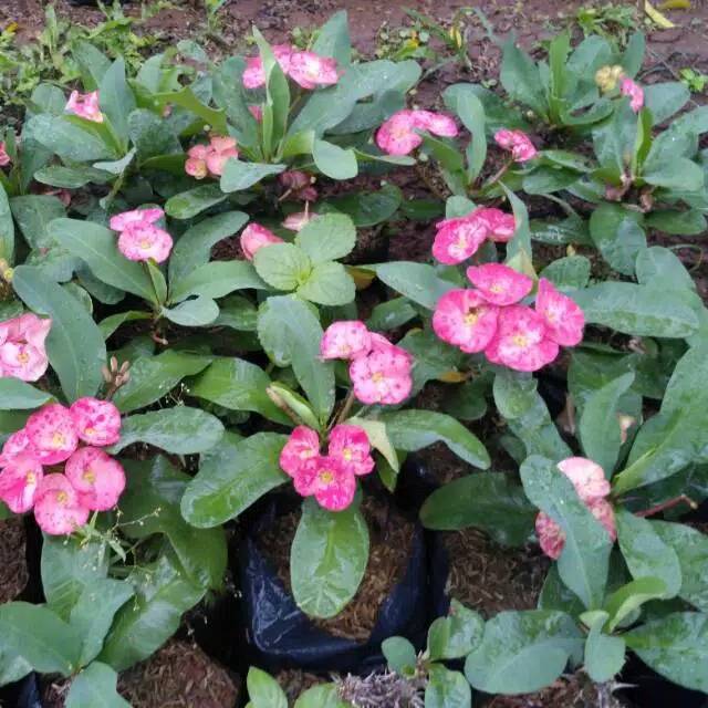 Tanaman hias hidup eforbia bunga pink tanaman hias mahkota duri bunga eforbia tanaman hias bunga