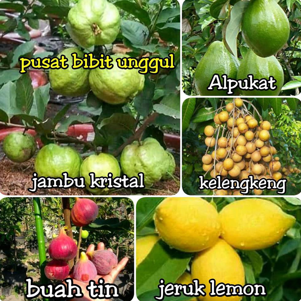 UNGGULAN PAKET BIBIT 5 JENIS-JAMBU KRISTAL-BUAH TIN-ALPUKAT-KELENGKENG-JERUK LEMON IMPORT R01