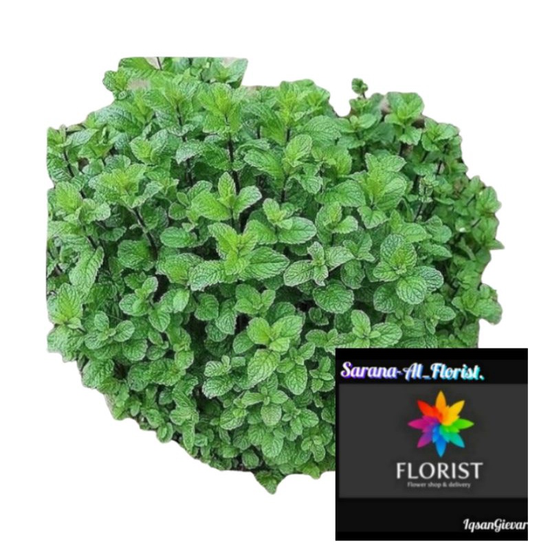 

Tanaman herbal daun mint