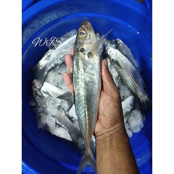 

Ikan layang segar harian 1kg