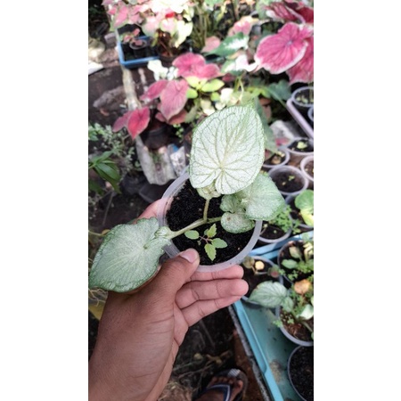 anakan remaja caladium white jaguar
