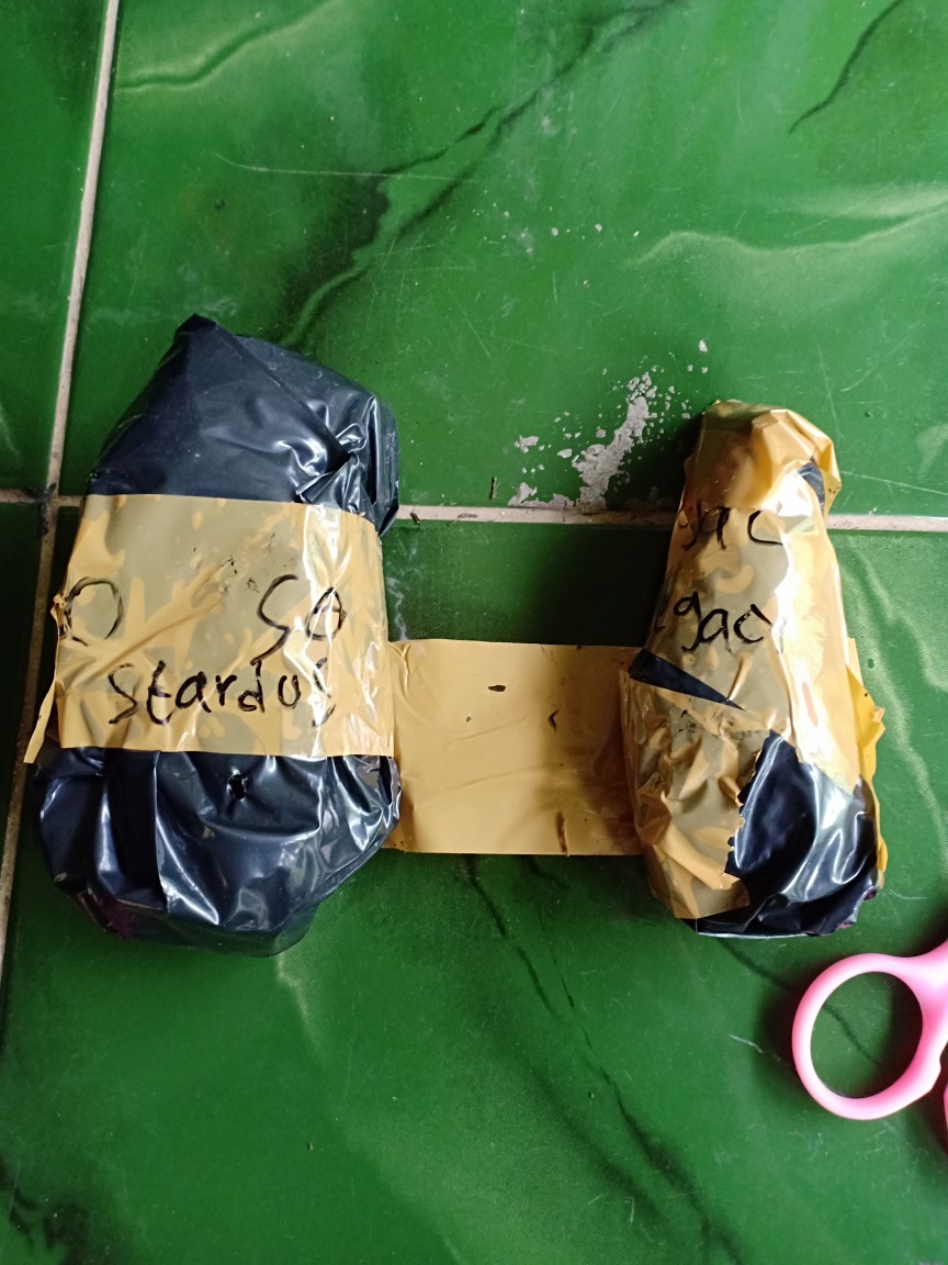 Bibit Aglonema Legacy Salju Murah