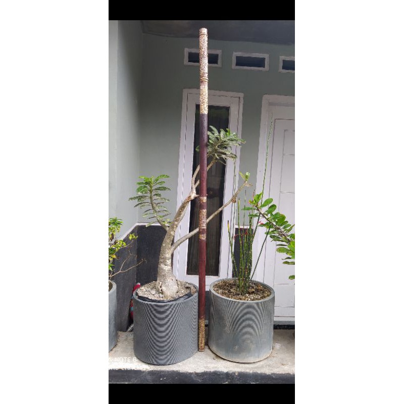 

Tongkat Tempius Lombok