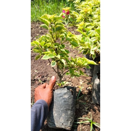 bugenvil micro  singapur varigata