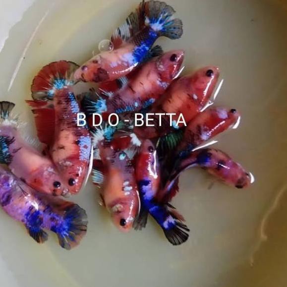 Gk 025 Cupang Koi Fancy Female Betina Jual Ready Shopee Indonesia