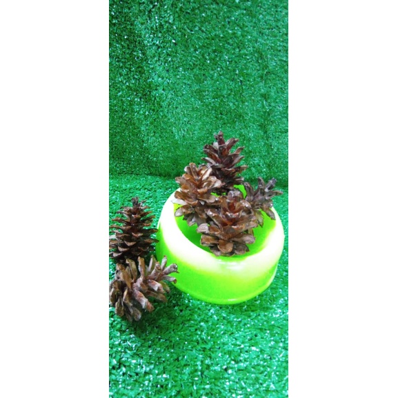 Bunga Pinus/Buah Pinus/ rustic untuk camilan hamster