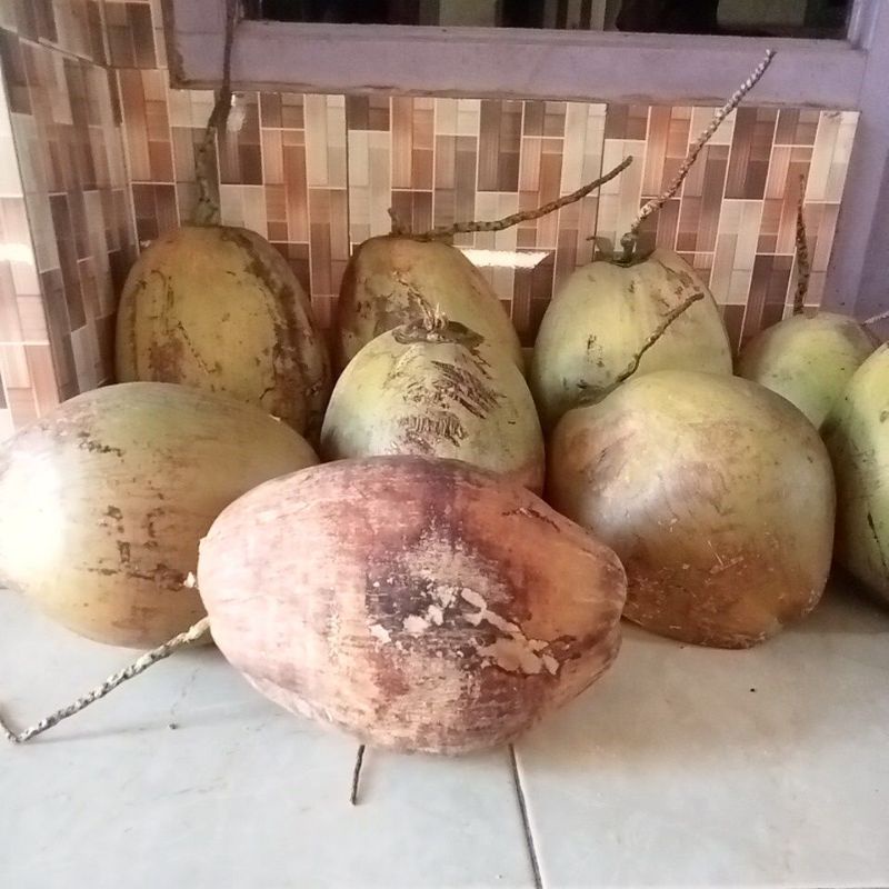 

kelapa kopyor sumenep