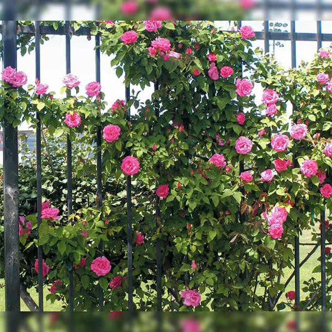 Any4r Bibit Pohon Bunga Mawar Rambat Pink Tanaman Hias Climbing Rose Unik Asli Shopee Indonesia