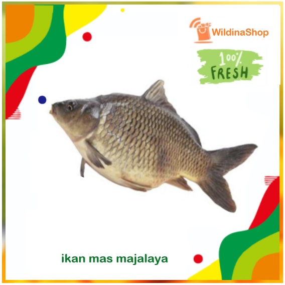 

Ikan Mas Hidup & Segar [1kg]