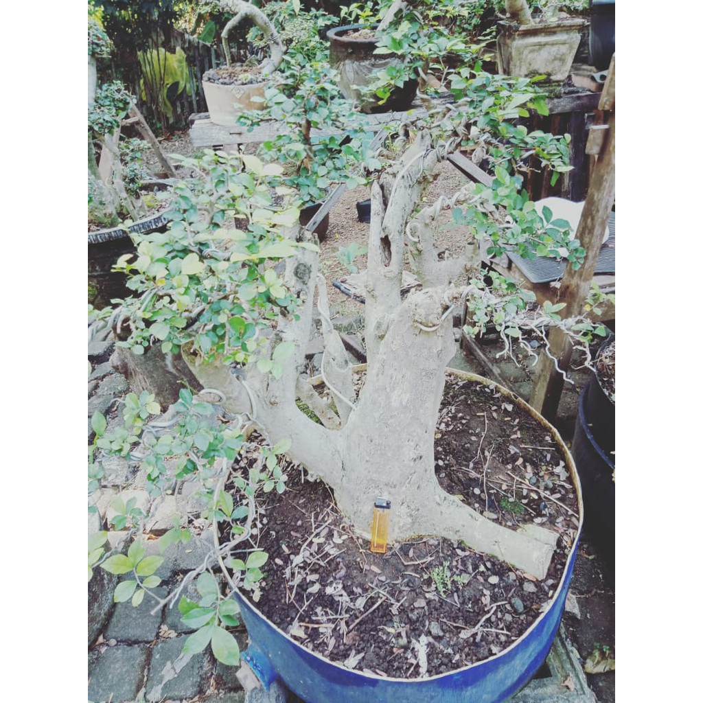 Bahan Bonsai Serut