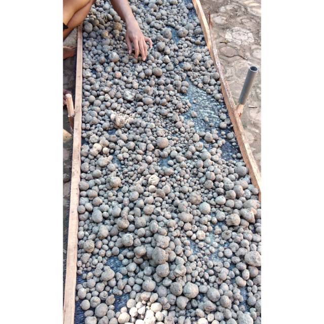 Bibit porang dari biji katak