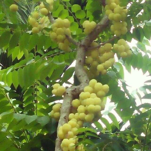 bibit cermai belanda super berkualitas