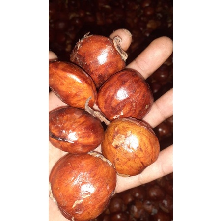 

JENGKOL SUPER TUA SEGAR