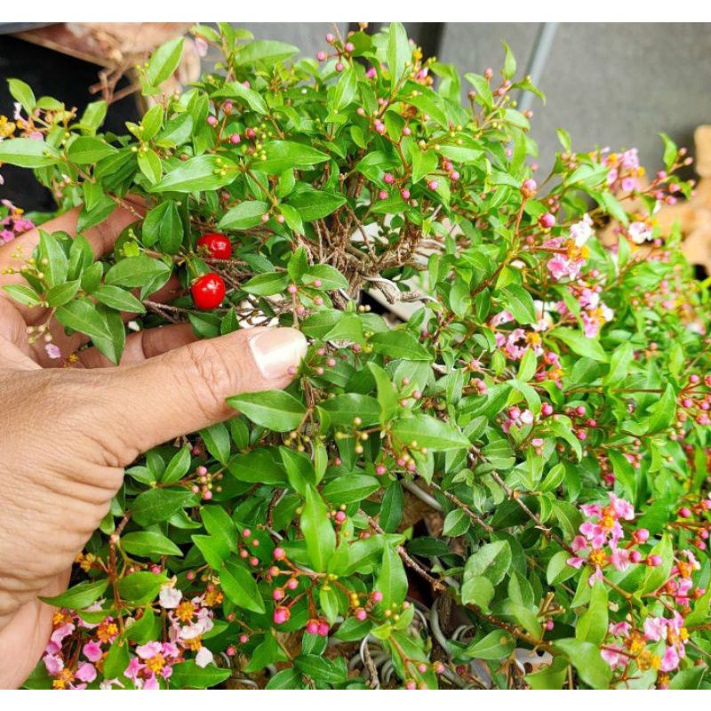 Bahan Bonsai Sakura Mikro