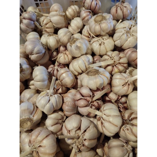 

Bawang putih bersih import fresh serba segar