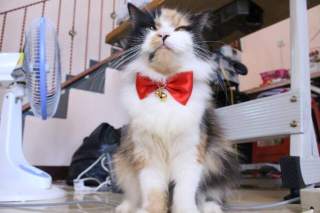 Red bowtie / dasi kupu-kupu / dasi lucu / dasi kucing / baju kucing