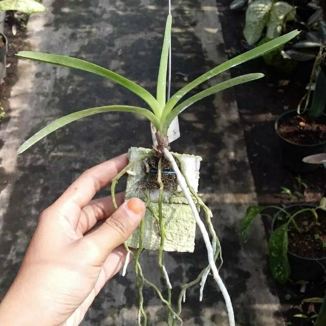 Anggrek Vanda Remaja hybrid