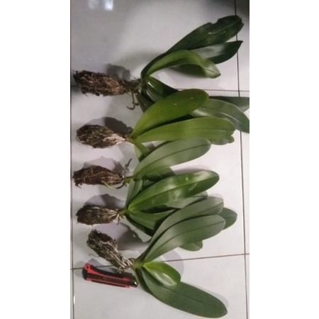 Phalaenopsis Amabilis Jumbo